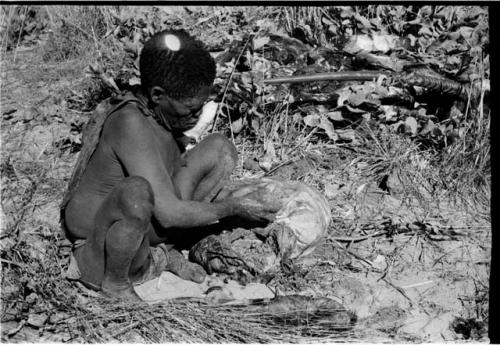 Oukwane taking a handful of gemsbok stomach contents