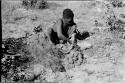 Oukwane squeezing the stomach contents of the gemsbok