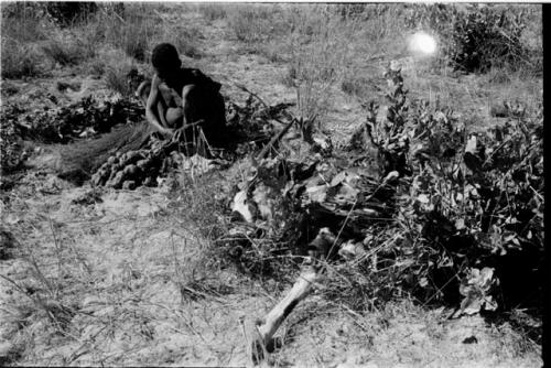 Oukwane squeezing the stomach contents of the gemsbok