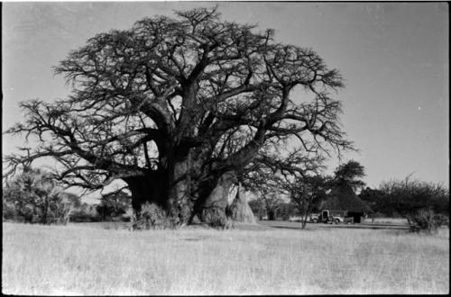 Baobab tree and ant hill, with hut and truck in background