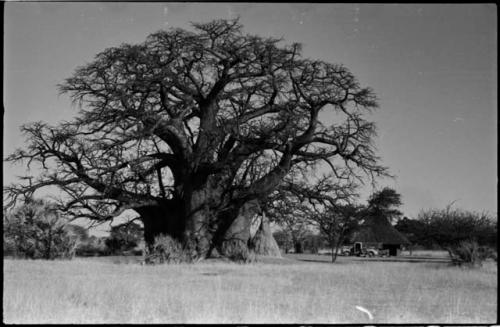 Baobab tree and ant hill, with hut and truck in background