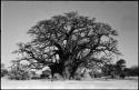 Baobab tree and ant hill, with hut and truck in background