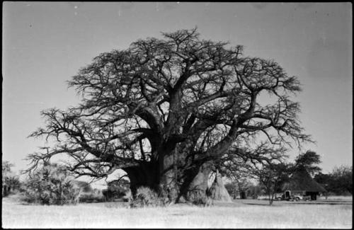 Baobab tree and ant hill, with hut and truck in background