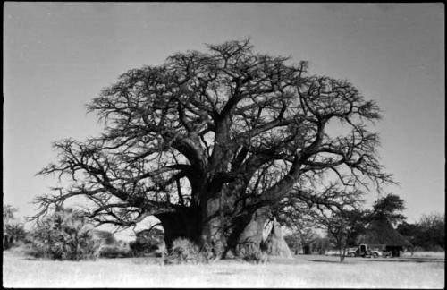 Baobab tree and ant hill, with hut and truck in background