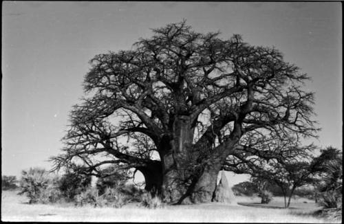 Baobab tree and ant-hill