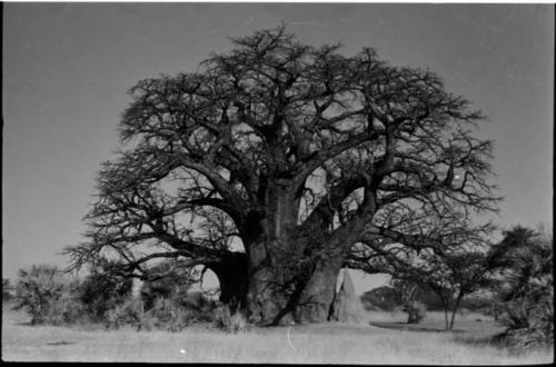 Baobab tree and ant-hill