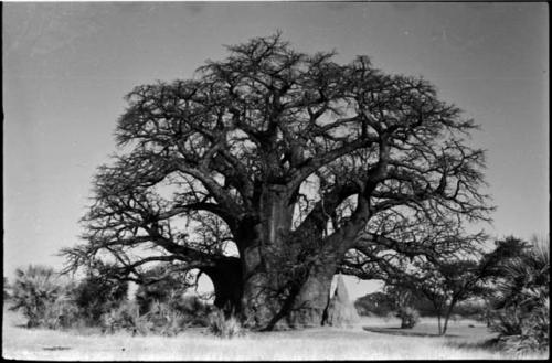 Baobab tree and ant-hill