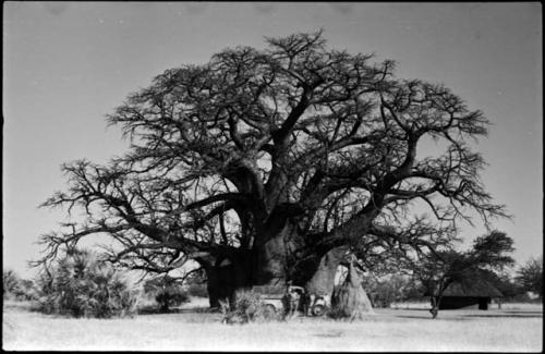 Men standing in front of truck parked in front of Baobab tree, with ant-hill and hut next to it