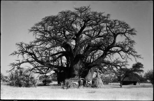 Men standing in front of truck parked in front of Baobab tree, with ant-hill and hut next to it