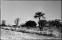 Baobab tree, palm, other trees and grass