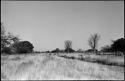 Baobab and other trees, and grass