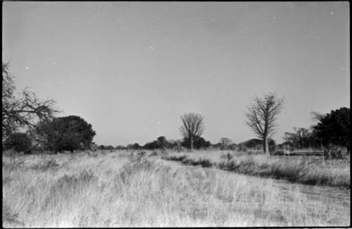 Baobab and other trees, and grass