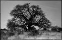 Baobab tree