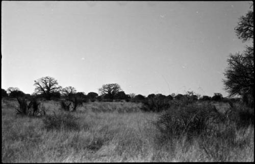 Shrubs and grass, with baobab trees in distance