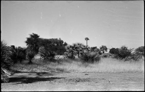 Trees, grass, and palm in distance