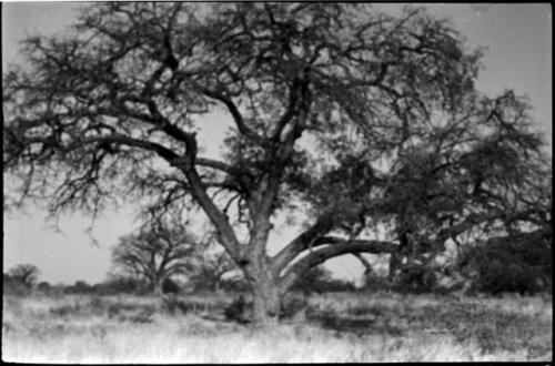 Baobab tree