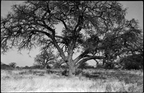 Baobab tree