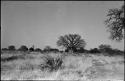 Baobab tree, grass, and other trees in background