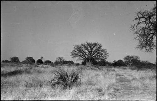 Baobab tree, grass, and other trees in background