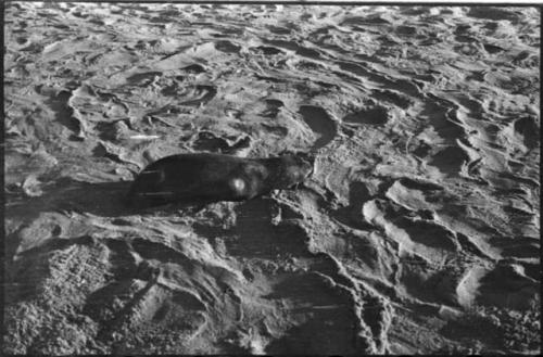 Seal on sand