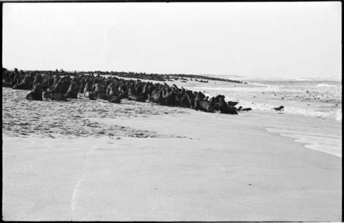 Seals on beach