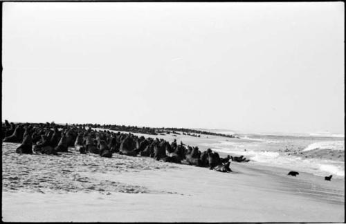 Seals on beach