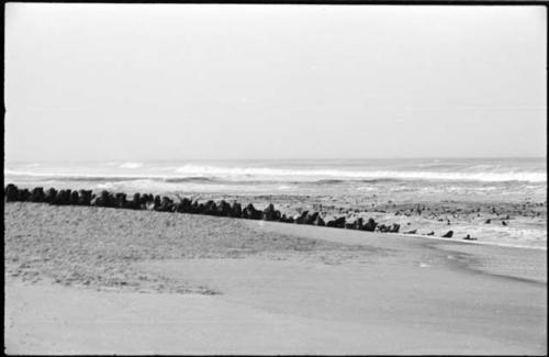 Seals on beach