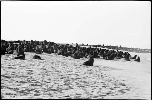 Seals on beach