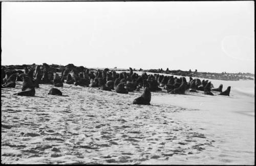 Seals on beach