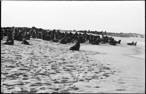 Seals on beach