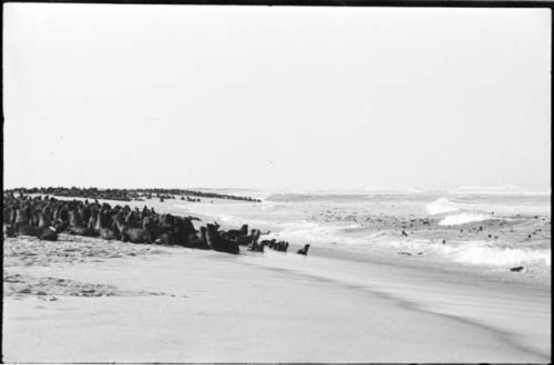 Seals on beach