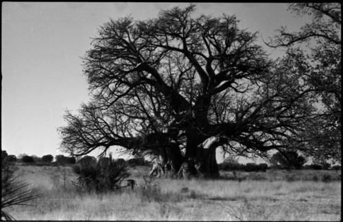 Baobab tree