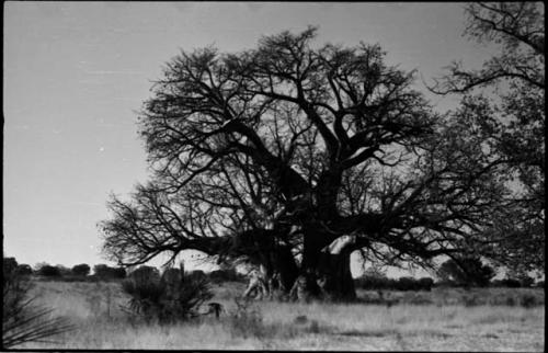 Baobab tree