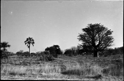 Palm (left) and baobab tree (right)