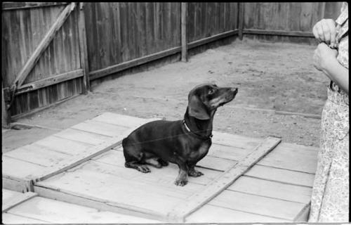 Woman standing next to a dog sitting and looking at her