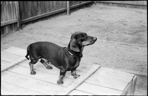 Dog sitting on top of a wooden crate