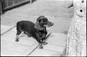 Woman standing next to a dog sitting on top of a wooden crate