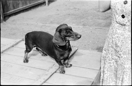 Woman standing next to a dog sitting on top of a wooden crate