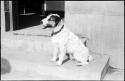 Dog sitting on a step in front of a doorway