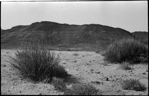 Bushes, with hills in background