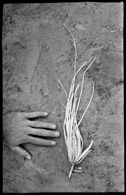 Plant specimens next to a hand