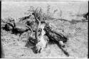 Kudu head and meat laying on spread leaves