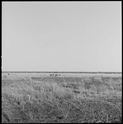 Mbabe, with flock of six ostriches