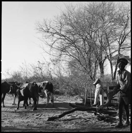 Two men driving cattle