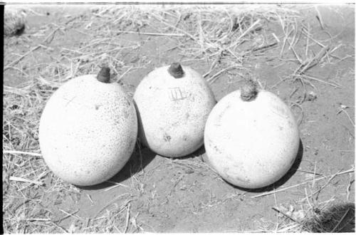 Three ostrich eggshells decoated with scratched designs, with stoppers