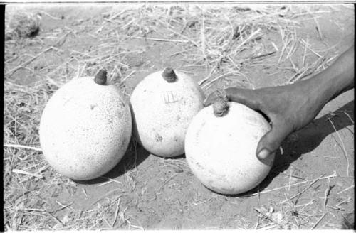 Three ostrich eggshells ornamented with little scratched designs, with stoppers; a person's hand holding one of the shells