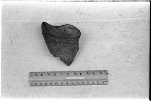 Bone from antelope knee, used as a dish for mixing poison, and ruler for measurement