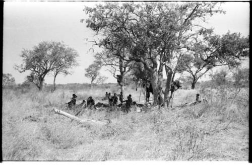 Group of Ju/'hoansi in a werft under a tree