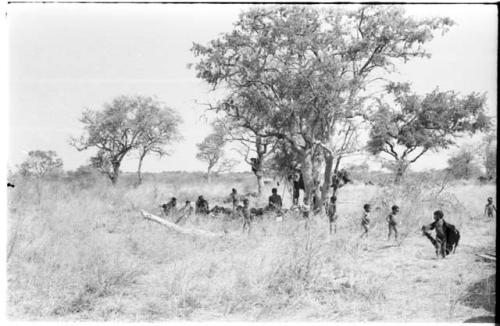 Group of Ju/'hoansi in a werft under a tree