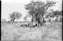 Group of Ju/'hoansi in a werft under a tree